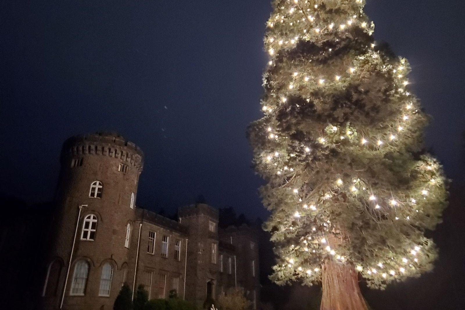 A giant sequoia tree lit up with fairy lights at night time with Cyfarthfa Castle in the background..jpg
